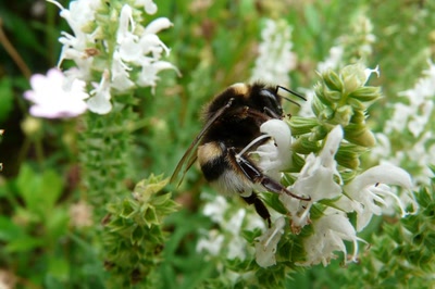 Bourdon sur une sauge décortive