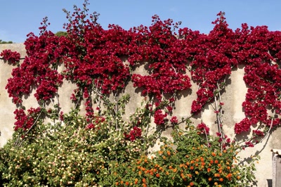 Œuvre de danque: Bougainvillier