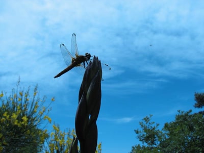 Résultat de recherche: libellule