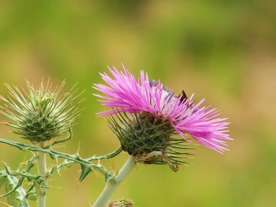 Résultat de recherche: Une variété de chardon...