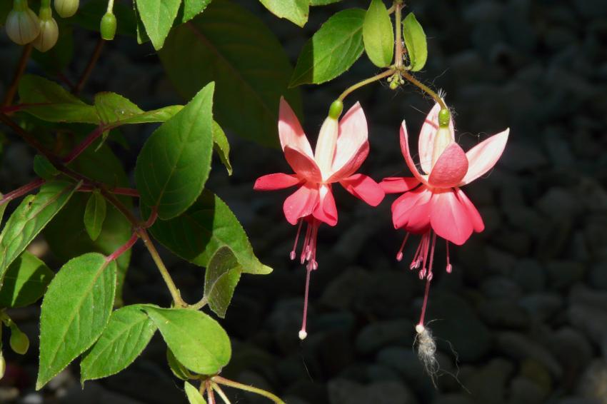 Fleurs de fuchsia