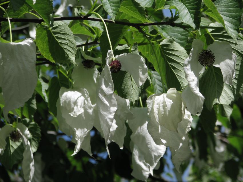Feuilles de plus près