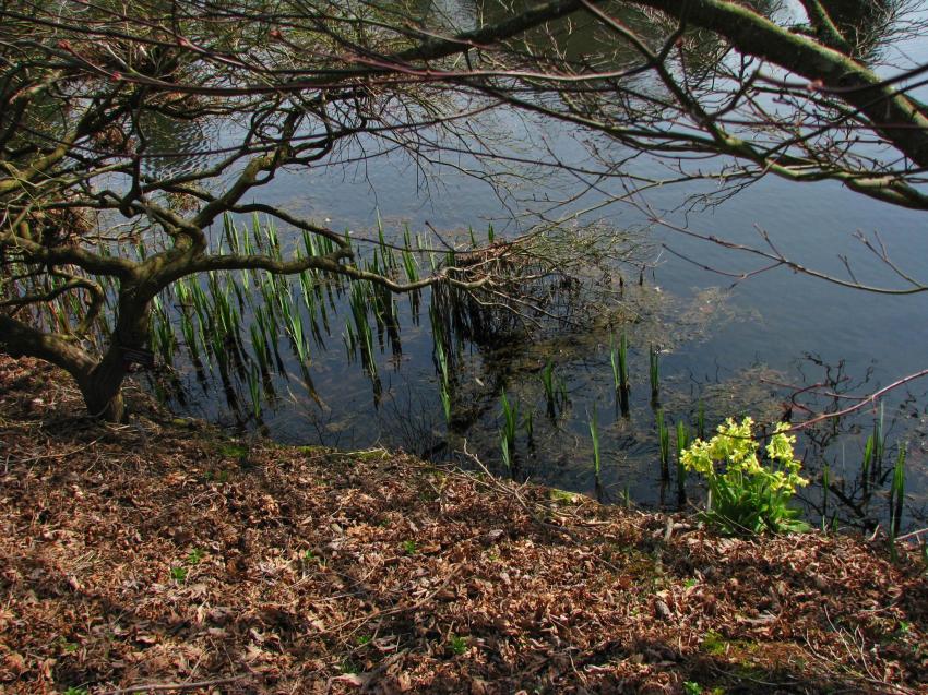 Bouquet au bord de l'étang