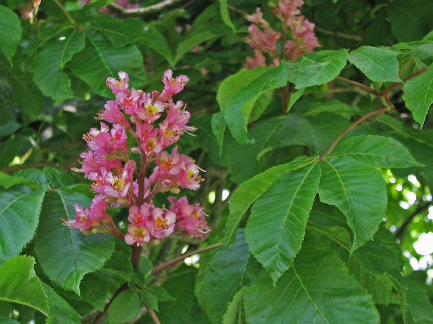 Fleur de châtaîgnier