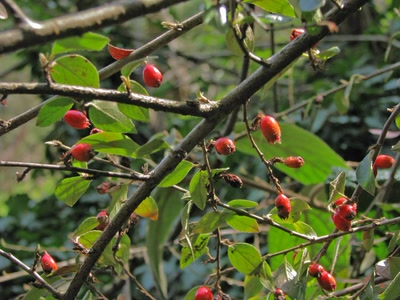 Résultat de recherche: Cynorrhodons
