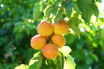 Résultat de recherche: Quelques abricots..