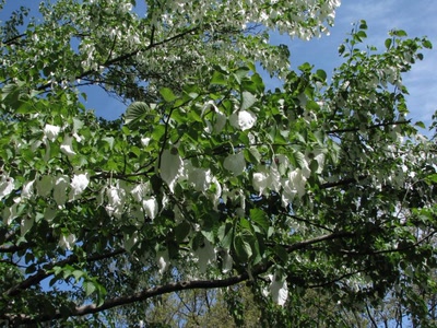 Résultat de recherche: "Dove" en anglais
