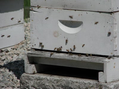 Résultat de recherche: des abeilles