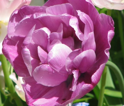 Résultat de recherche: Tulipe