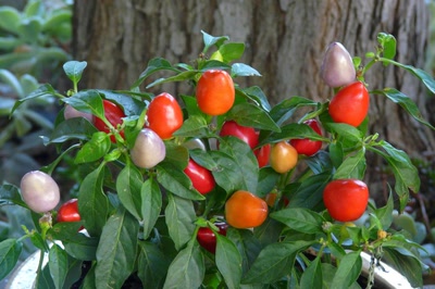 Résultat de recherche: Piment d'ornement