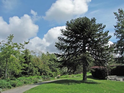 Résultat de recherche: Arbres des singe