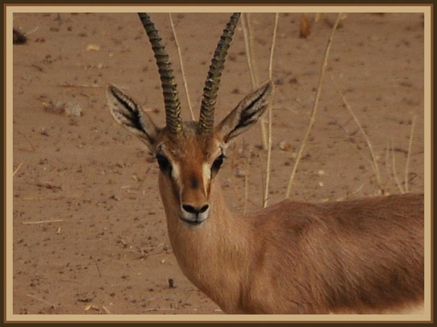 Safari à Manwar - Rajasthan