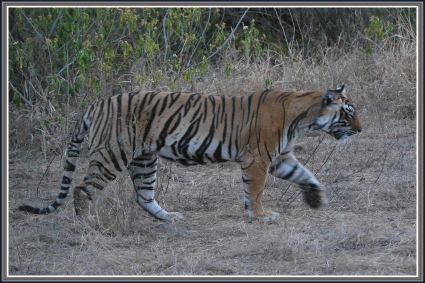 Safari à Manwar - Rajasthan