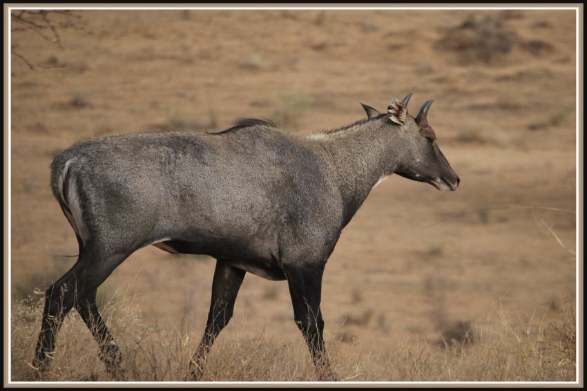 Safari à Manwar - Rajasthan
