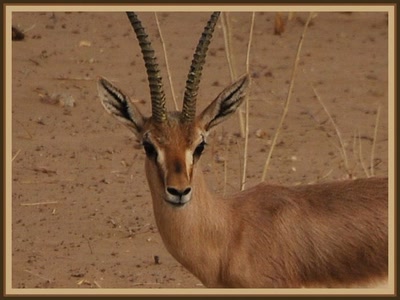 Safari à Manwar - Rajasthan
