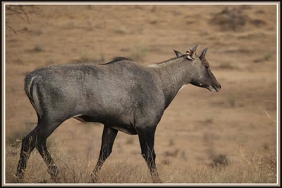 Safari à Manwar - Rajasthan