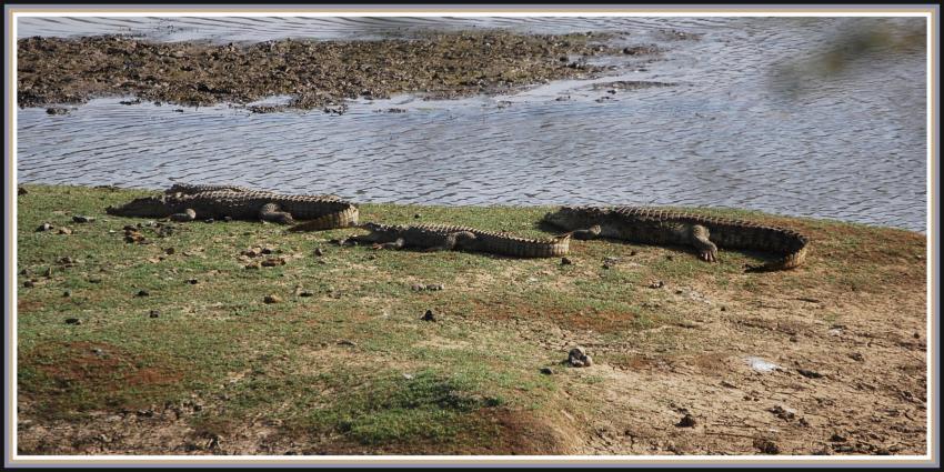 Safari dans le Rajasthan