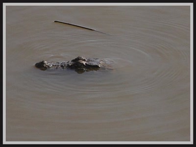 Safari dans le Rajasthan