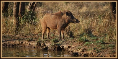Œuvre de catalan02: Safari dans le Rajasthan