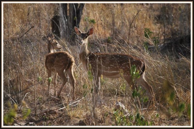 Œuvre de catalan02: Safari dans le Rajasthan