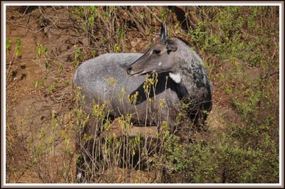 Safari dans le Rajasthan