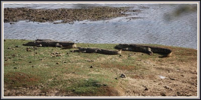 Safari dans le Rajasthan