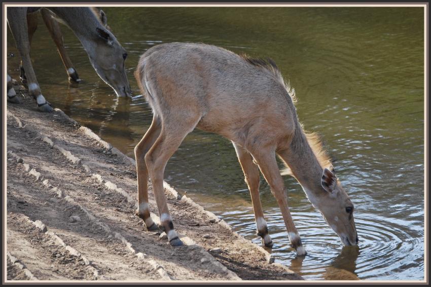 Safari dans le Rajasthan - Sambar