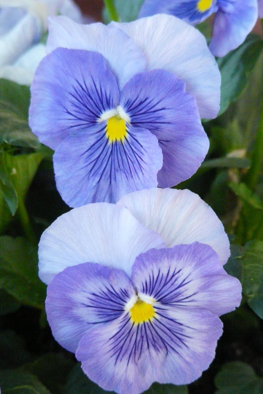 Quelques pensées bleues...