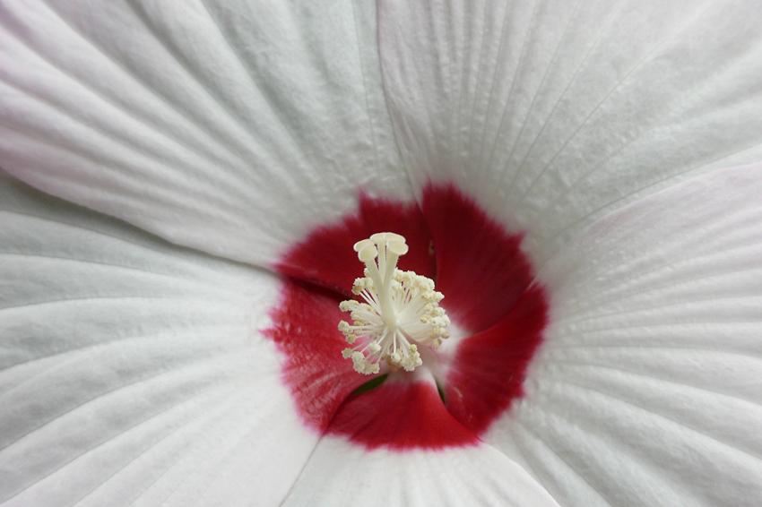 Au coeur d'un hibiscus géant