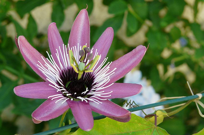 Passiflore Impératrice Eugénie