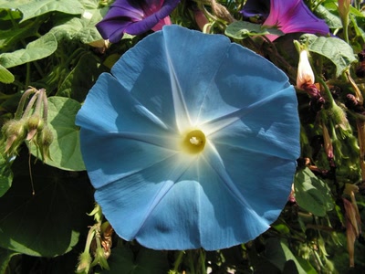 Résultat de recherche: Ipomée volubilis