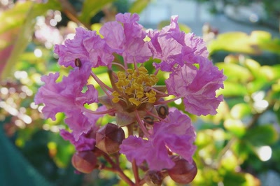 Résultat de recherche: fleur de lilas d'été (lagerstroemia)