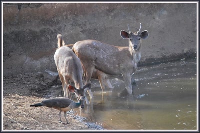 Safari dans le Rajasthan - Sambars
