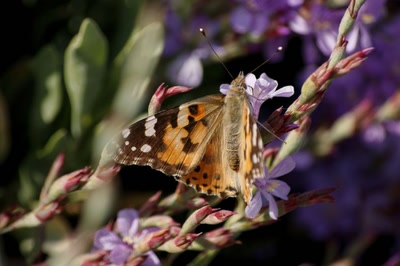 Résultat de recherche: Papillon