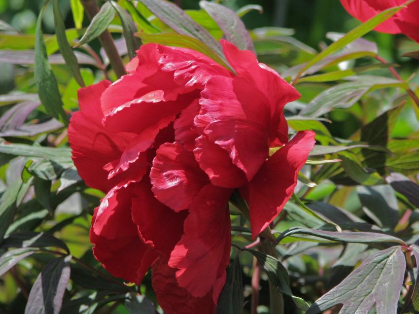 Pivoine rouge