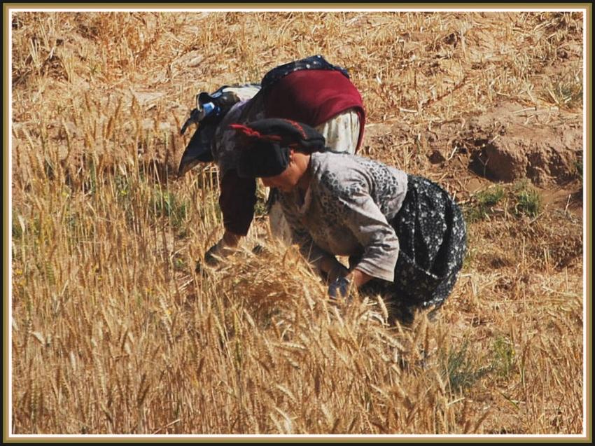 Moisson à Talliouine.