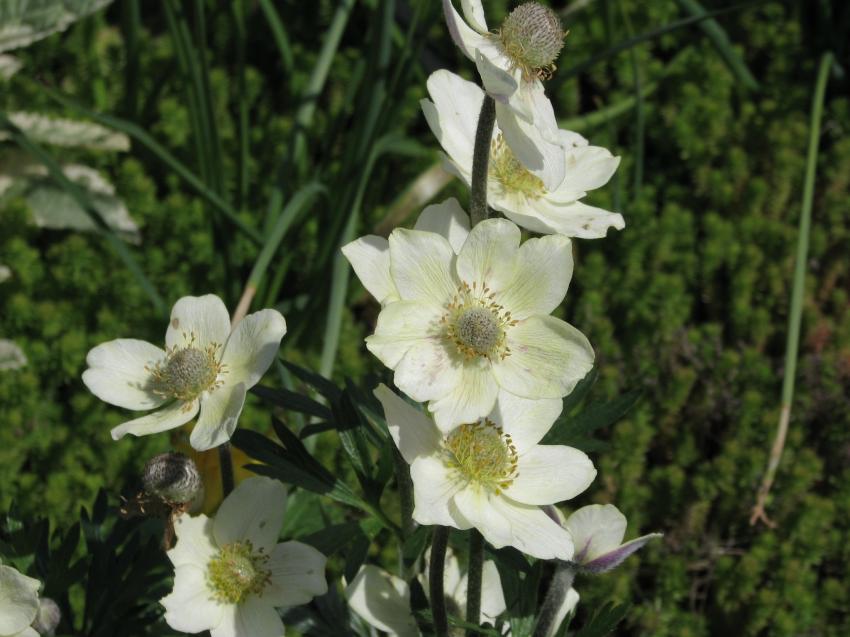Jard.Botanique Van Dusen Vancouver