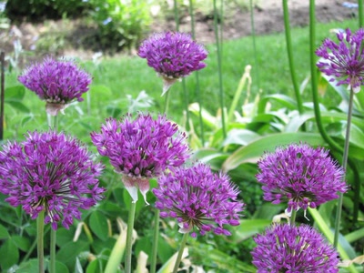 Résultat de recherche: Fleurs d'ail