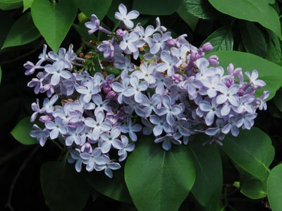 Résultat de recherche: Lila bleu