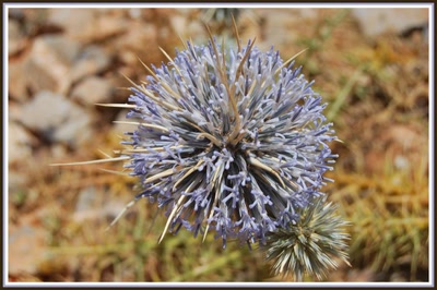 Résultat de recherche: Fleur de chardon
