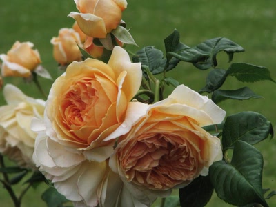 Résultat de recherche: Du jardin de roses du parc