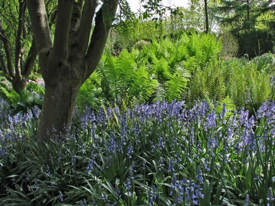 Résultat de recherche: Fougères et fleurs
