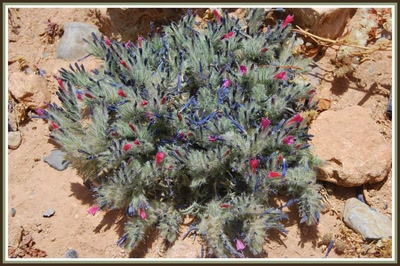 Résultat de recherche: Fleur sauvage