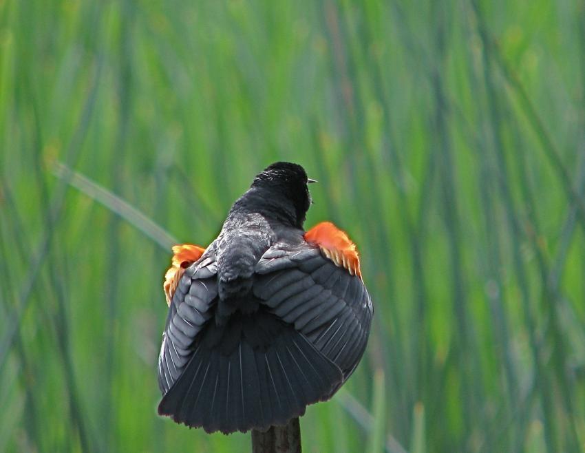 Carouge à épaulettes mâle