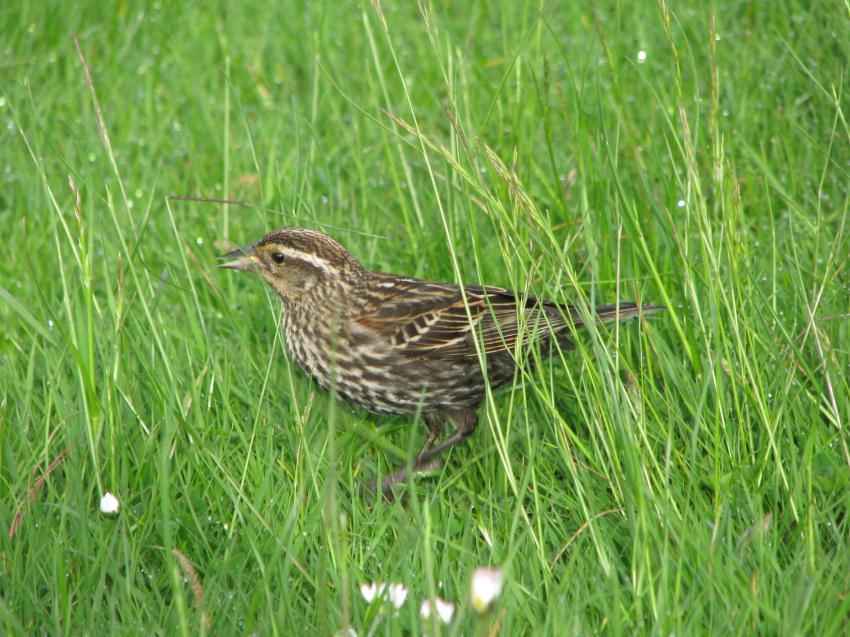 Femelle carouge à épaulettes