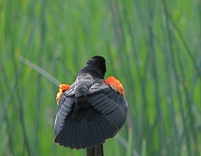 Résultat de recherche: Carouge à épaulettes mâle
