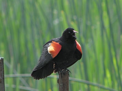 Résultat de recherche: Carouge à épaulettes mâle