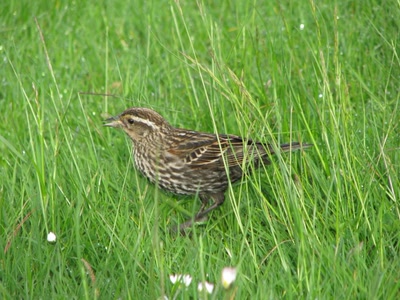 Résultat de recherche: Femelle carouge à épaulettes