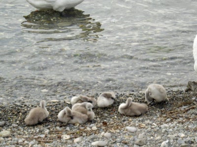 Œuvre de Walkyrie: Petite famille!