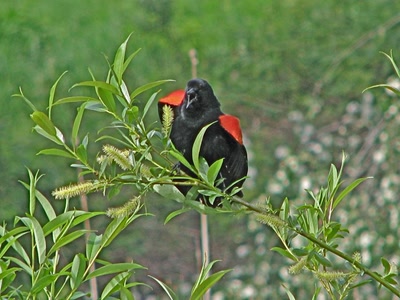 Résultat de recherche: Mâle carouge à épaulette